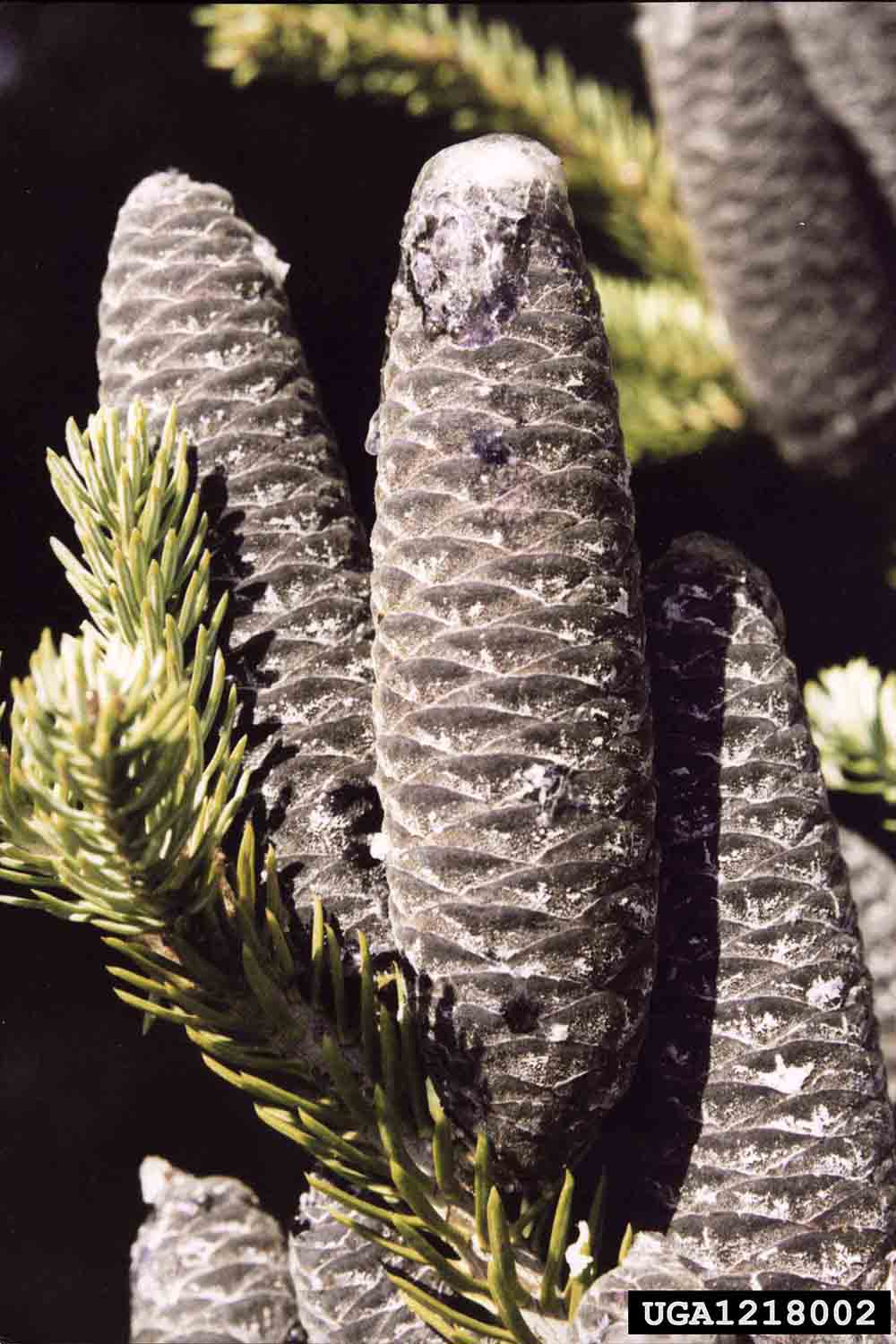 Balsam fir cones, 2"-4" long