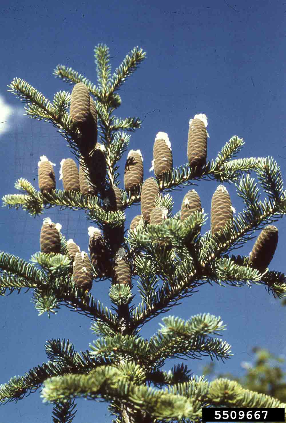 Balsam fir cones