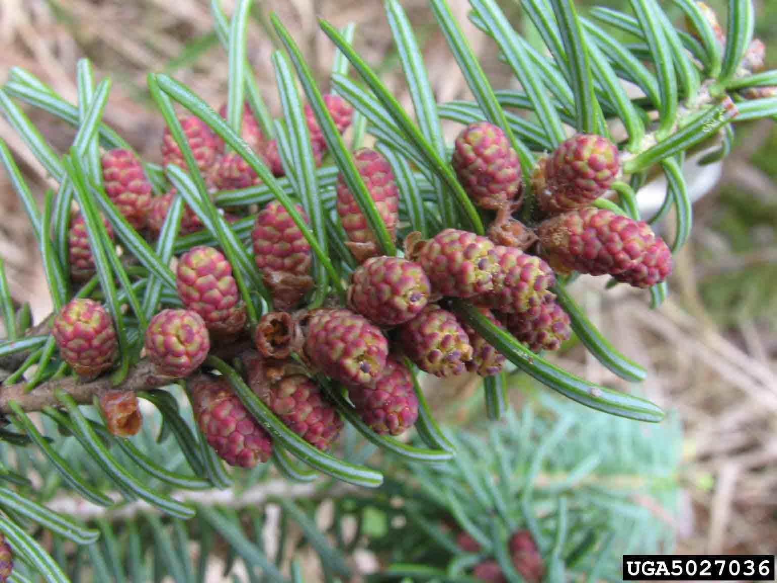 Balsam fir cones