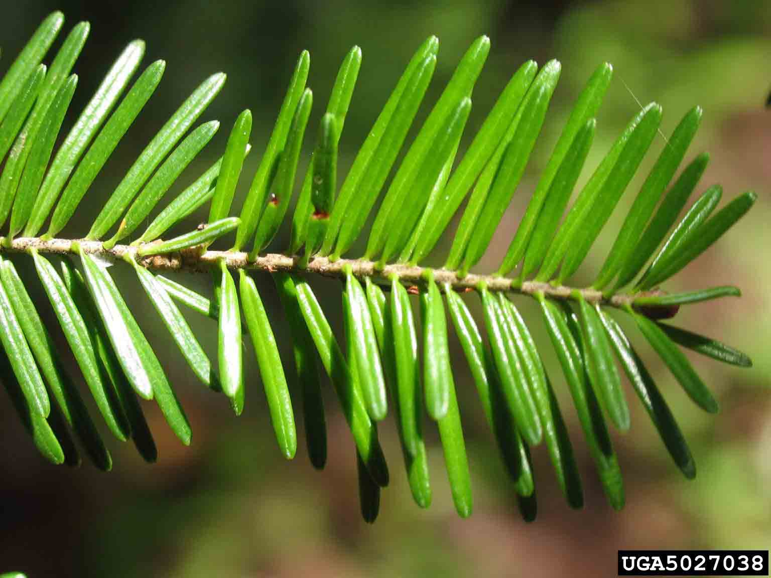 Balsam fir needles, flat with rounded tips