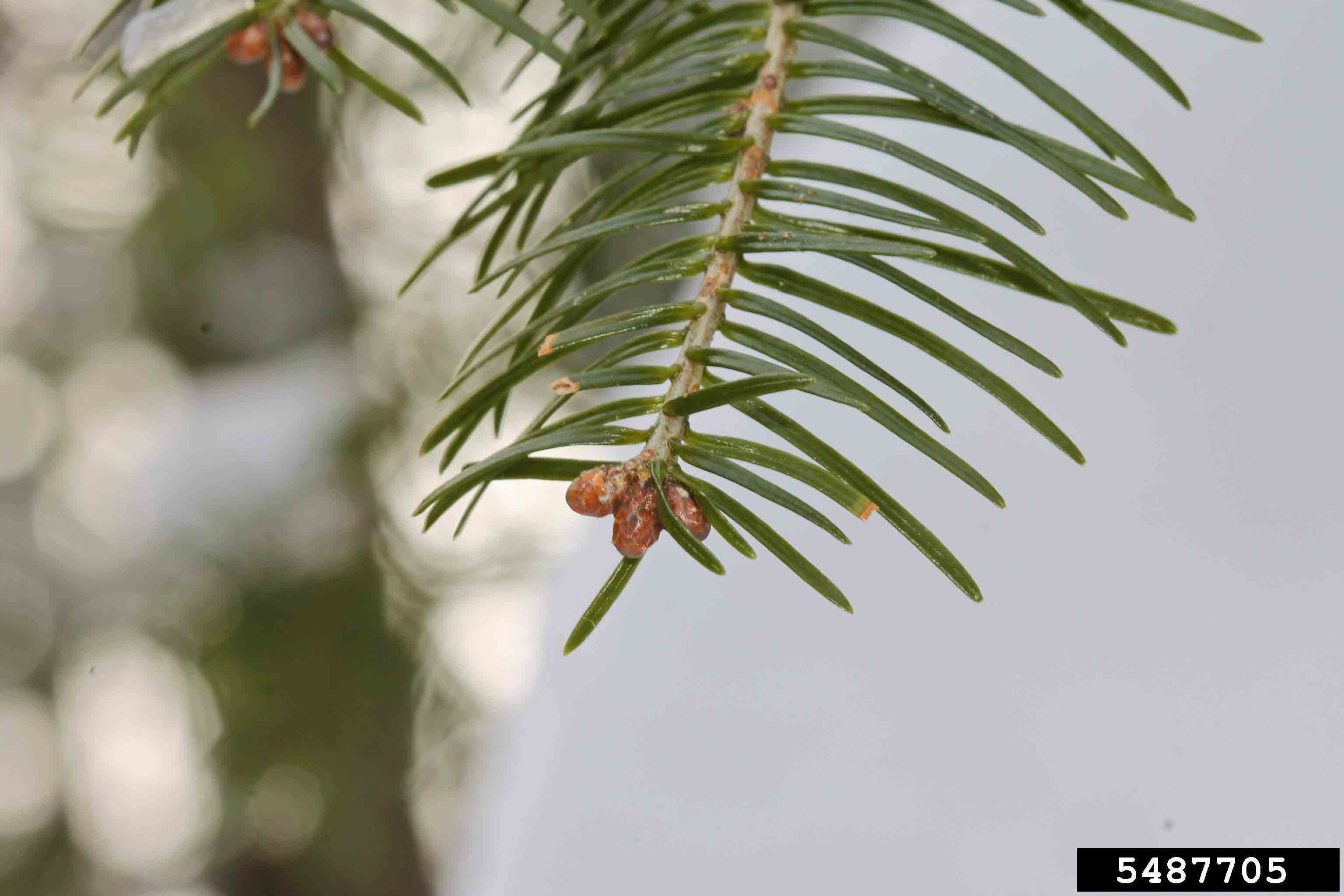 Balsam fir needles, flat with rounded tips