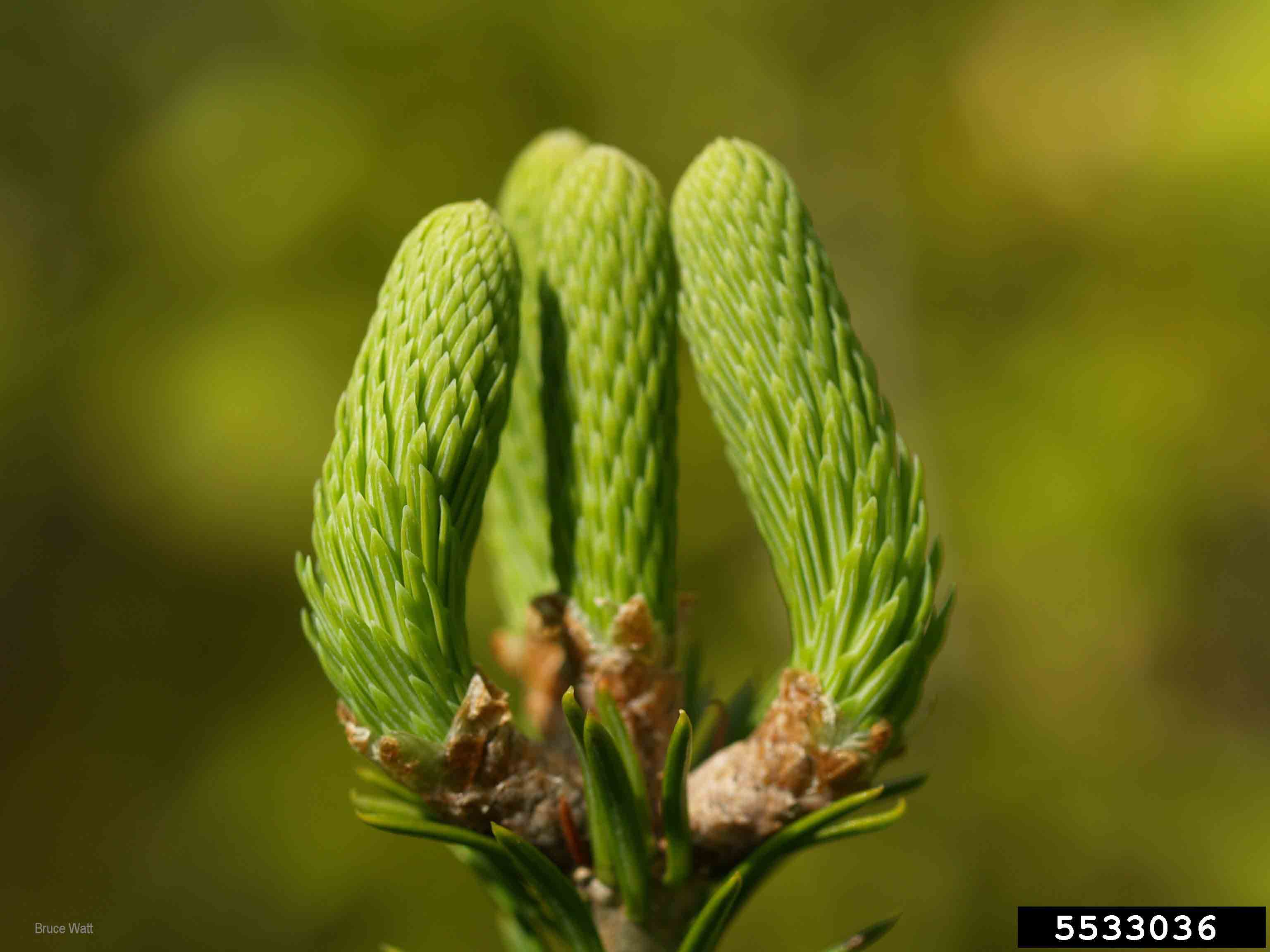 Balsam fir, new foliage