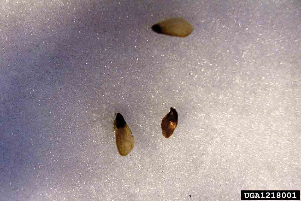 Balsam fir seeds