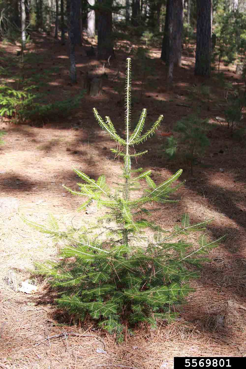 Balsam fir sapling