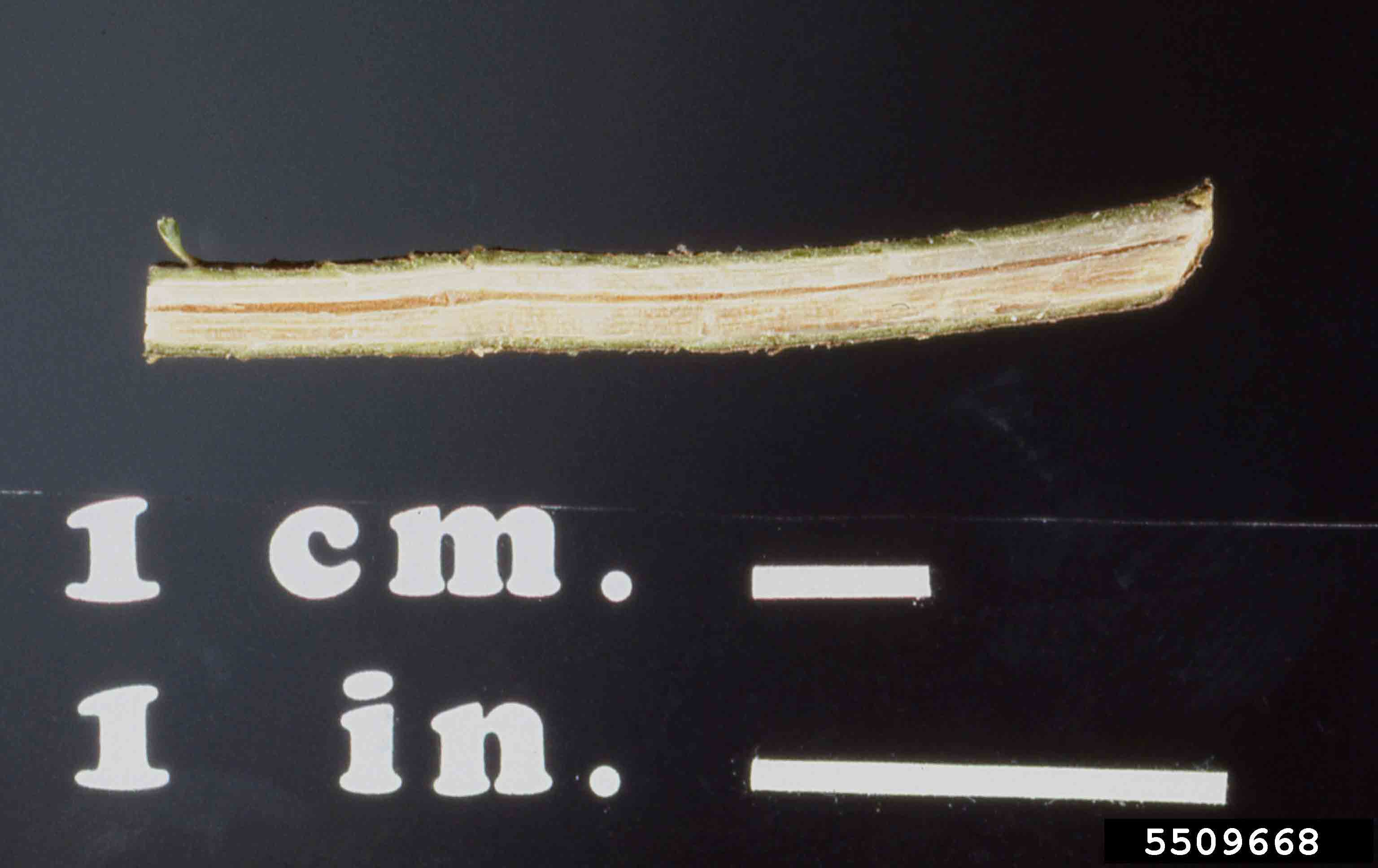 Balsam fir twig pith