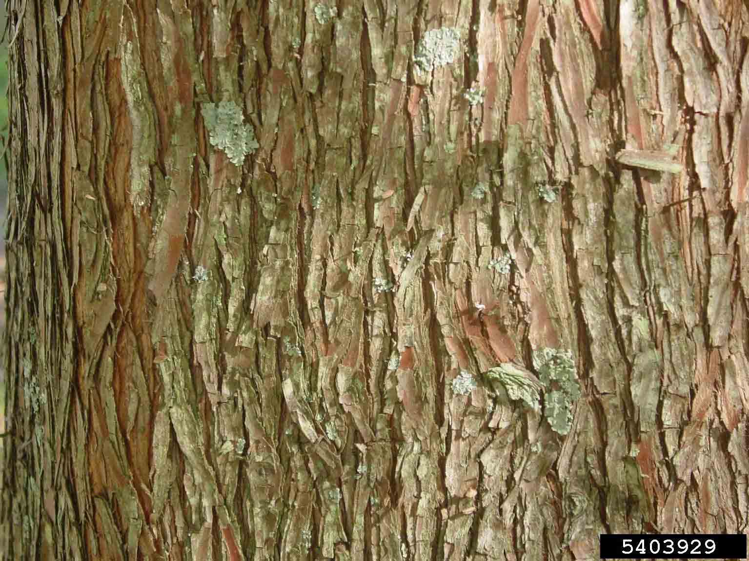 Bigleaf magnolia bark on trunk
