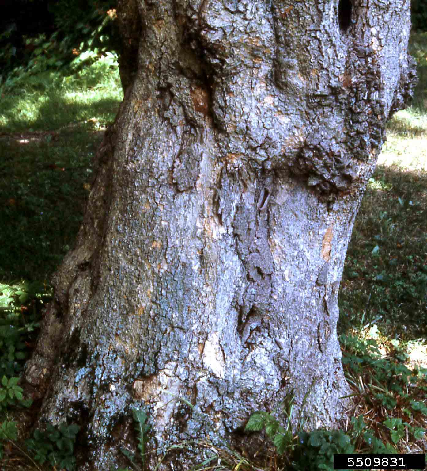 Bigleaf magnolia bark on trunk