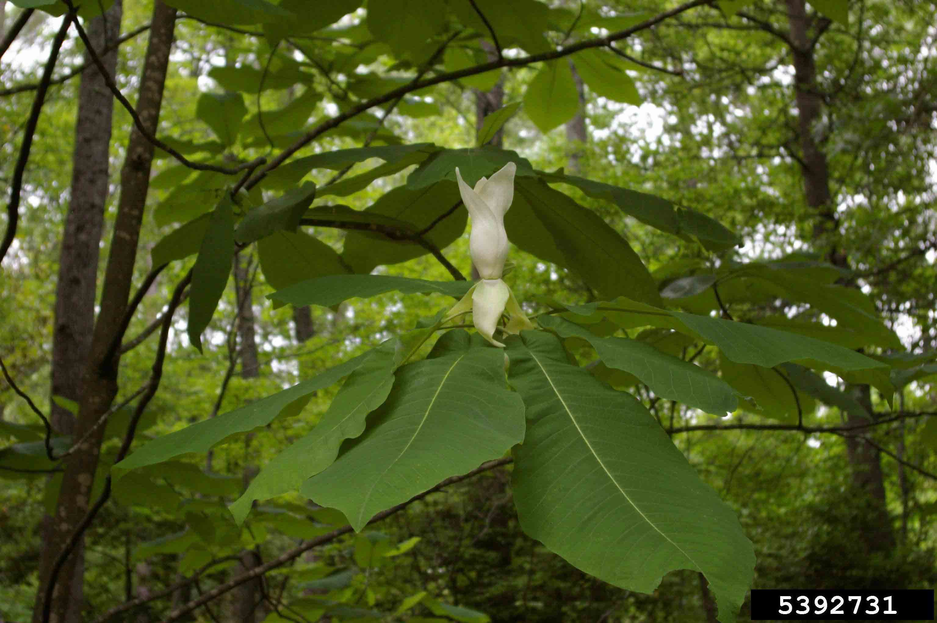 Bigleaf magnolia flower