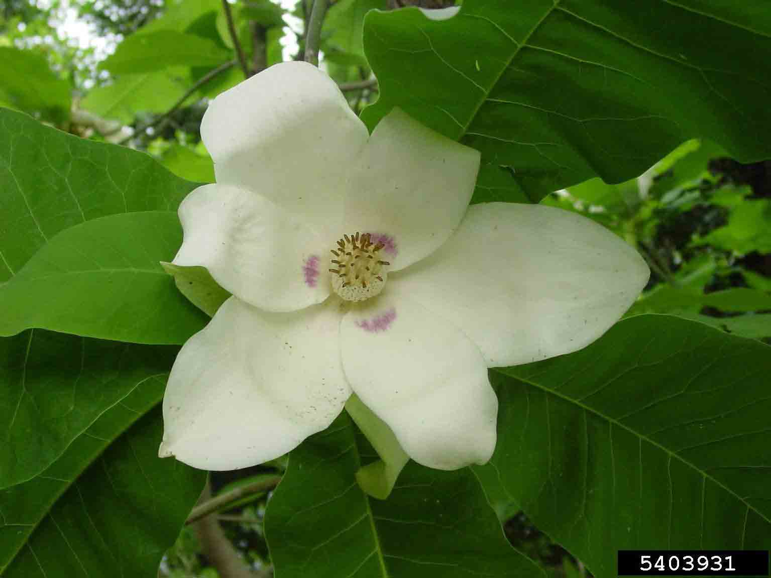Bigleaf magnolia flower, 8"-10" across
