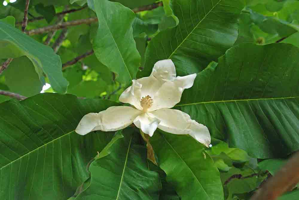 Bigleaf magnolia flower