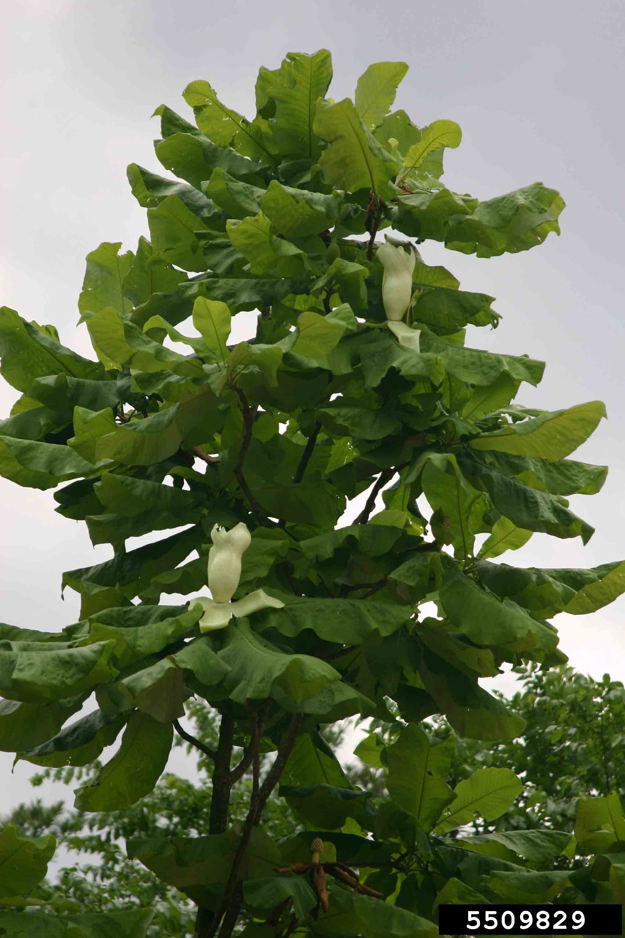 Bigleaf magnolia foliage and flowers