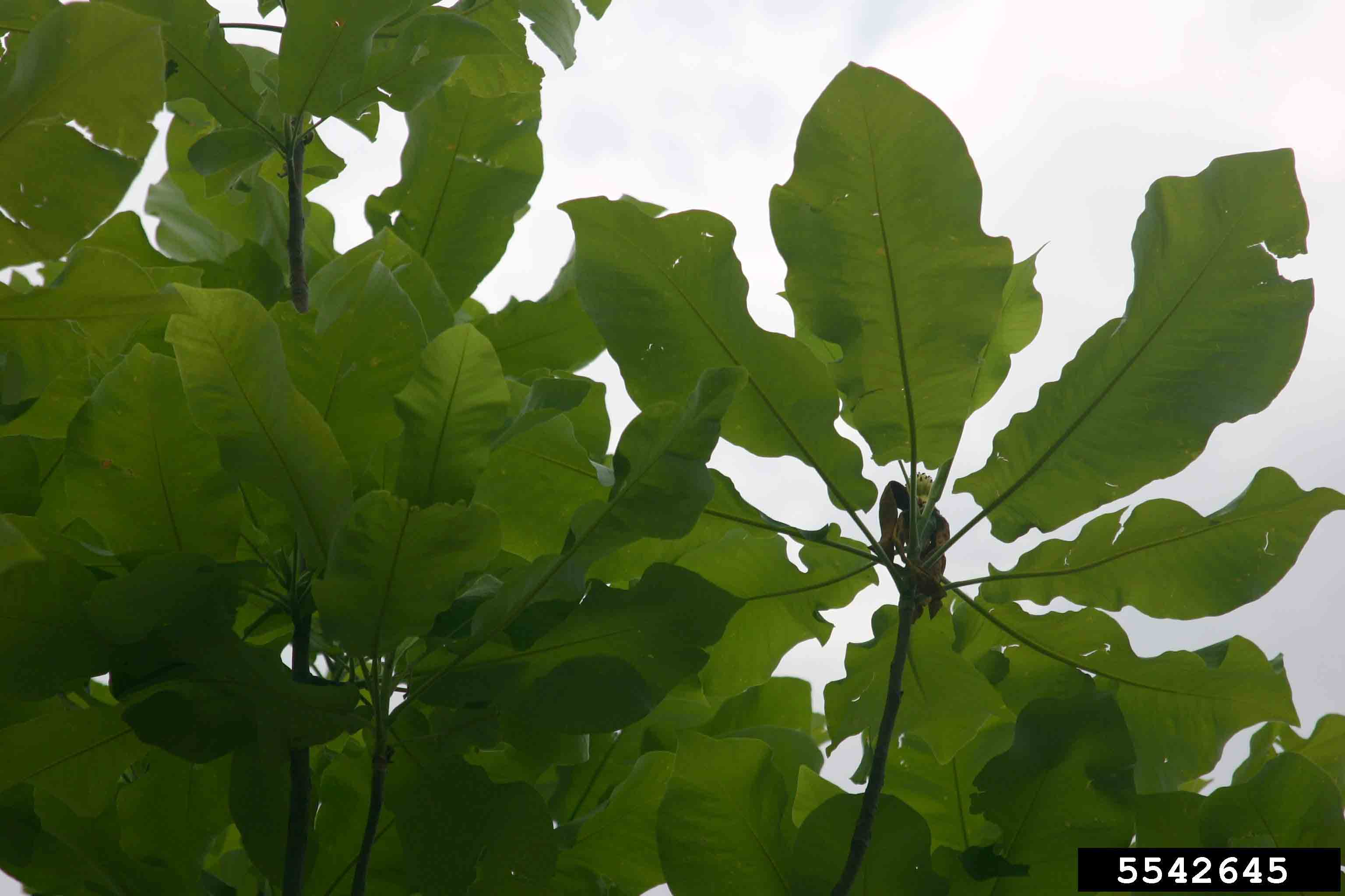 Bigleaf magnolia leaves