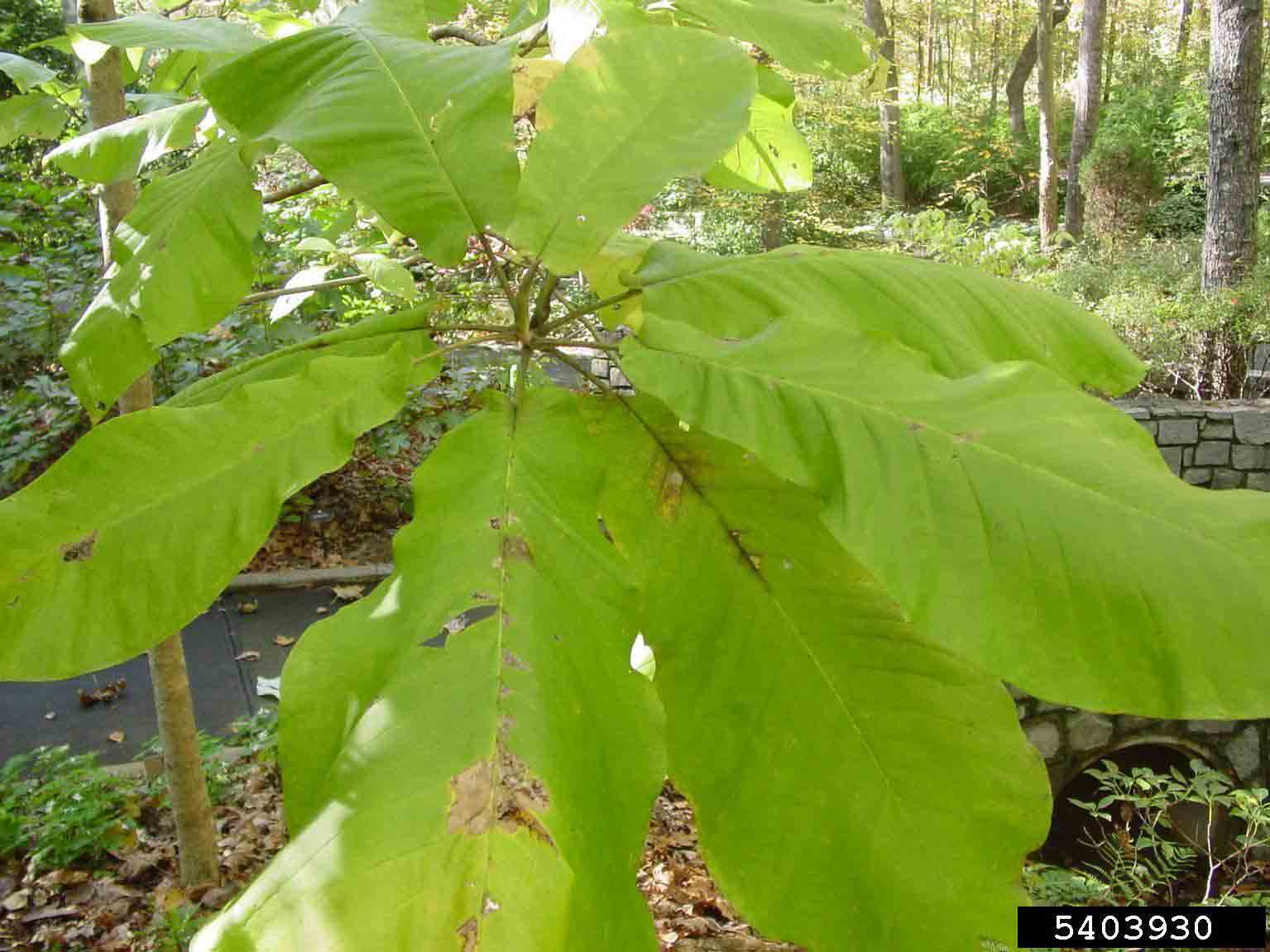 Bigleaf magnolia leaves