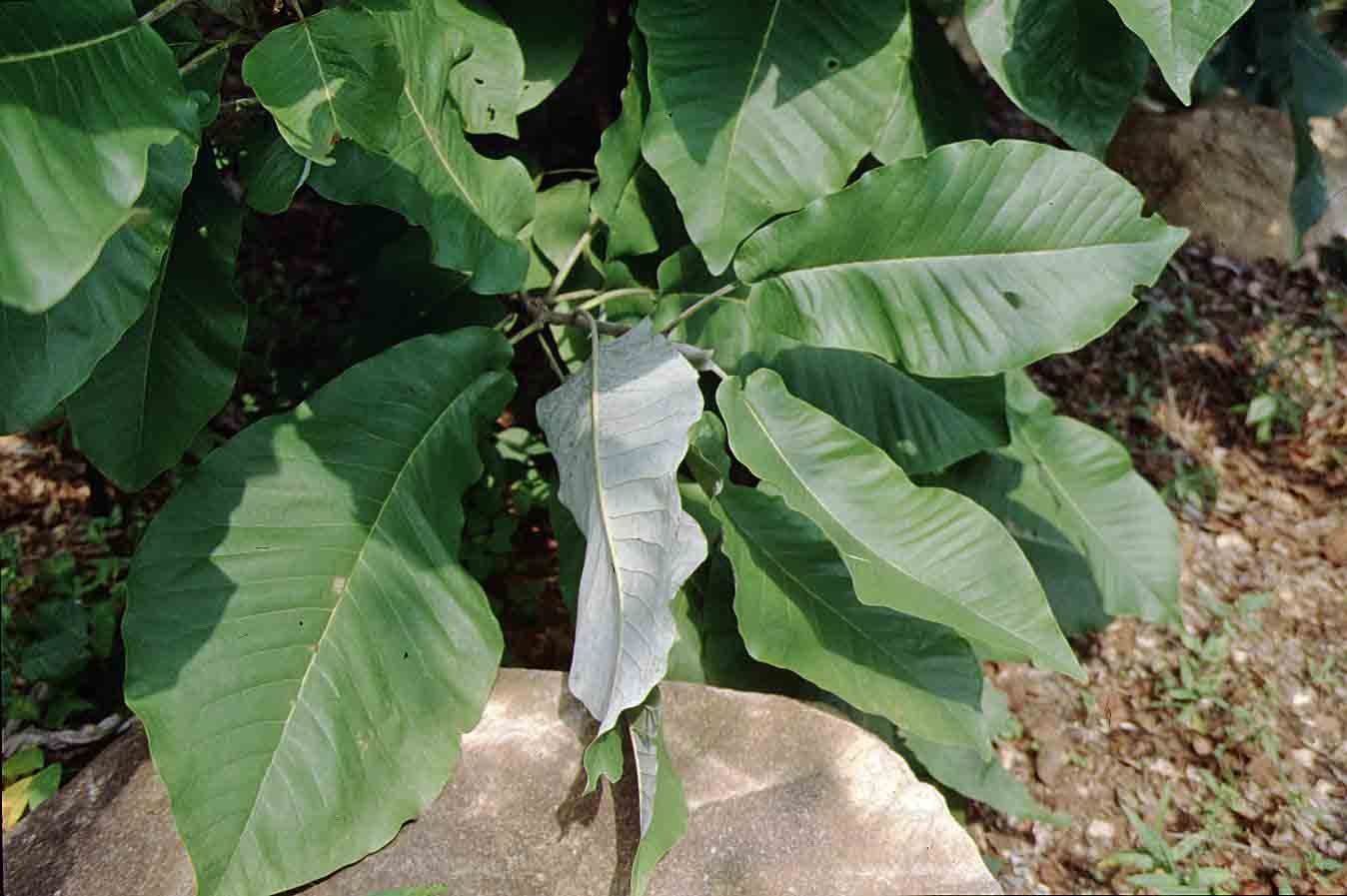 Bigleaf magnolia leaves, up to 30" long and with silvery gray underside