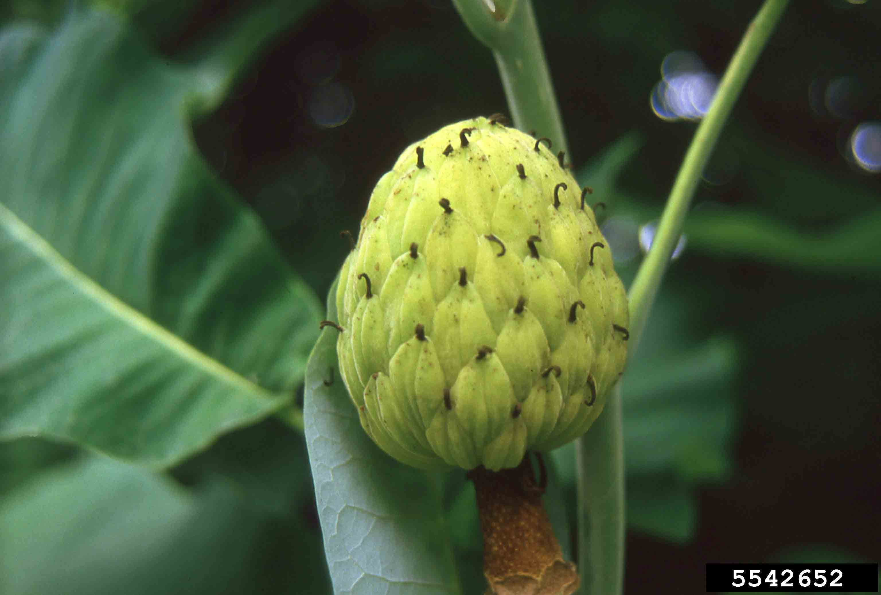 Bigleaf magnolia fruit