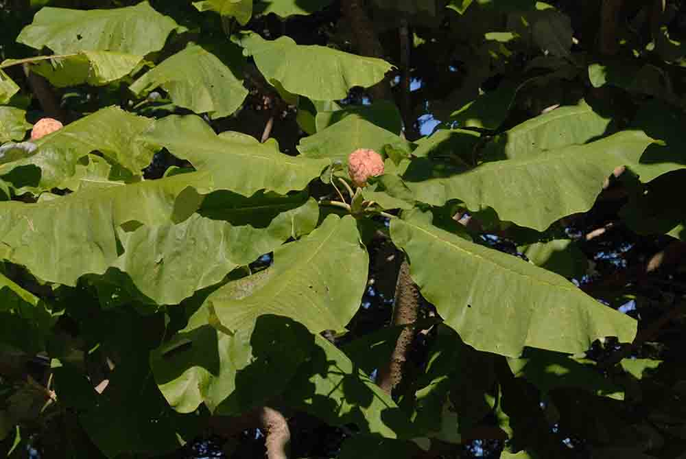 Bigleaf magnolia fruit