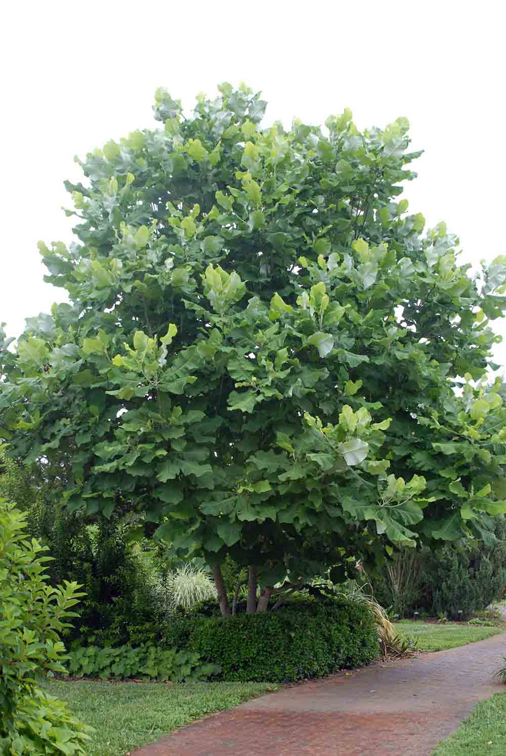 Bigleaf magnolia tree