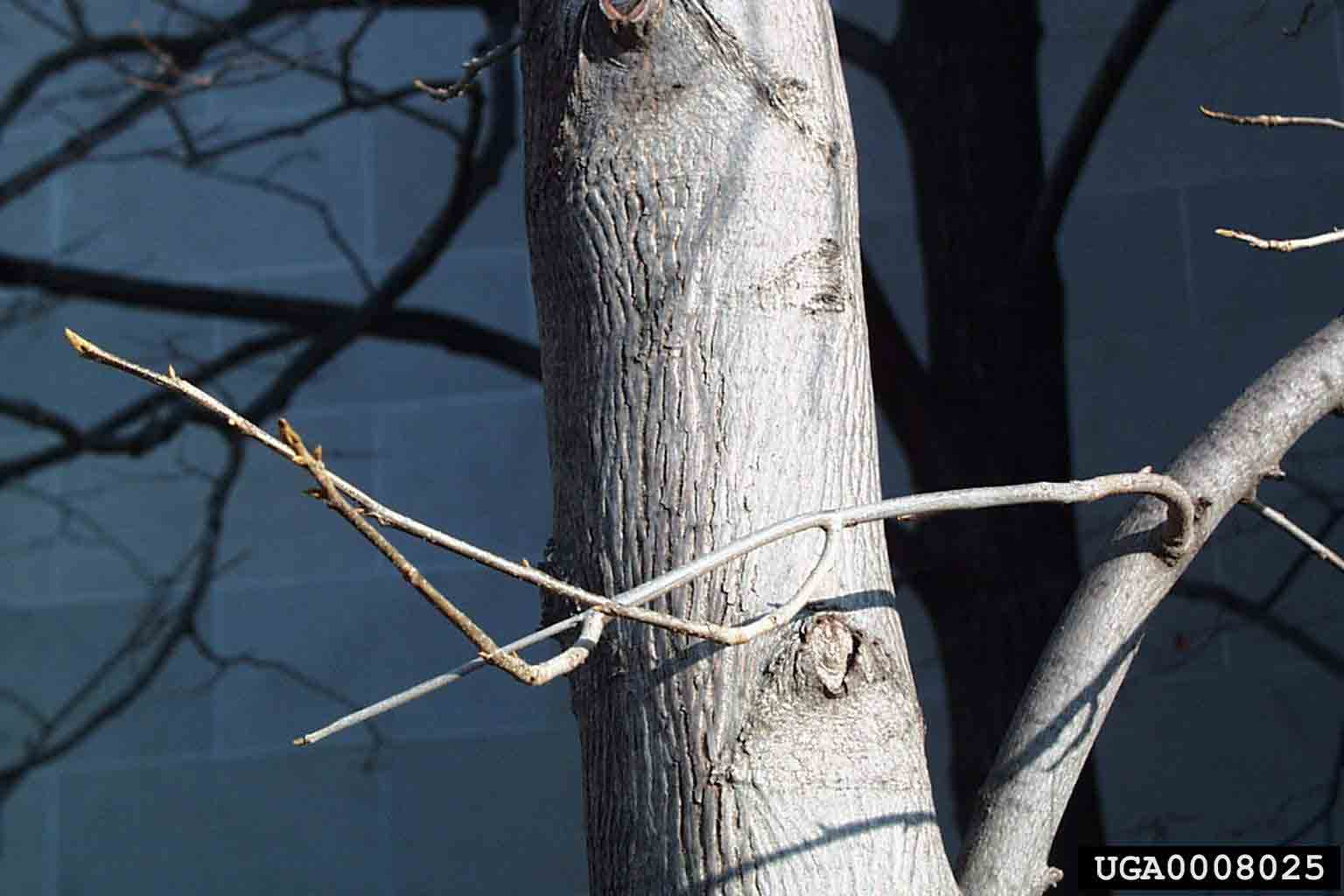 Bitternut hickory bark on trunk
