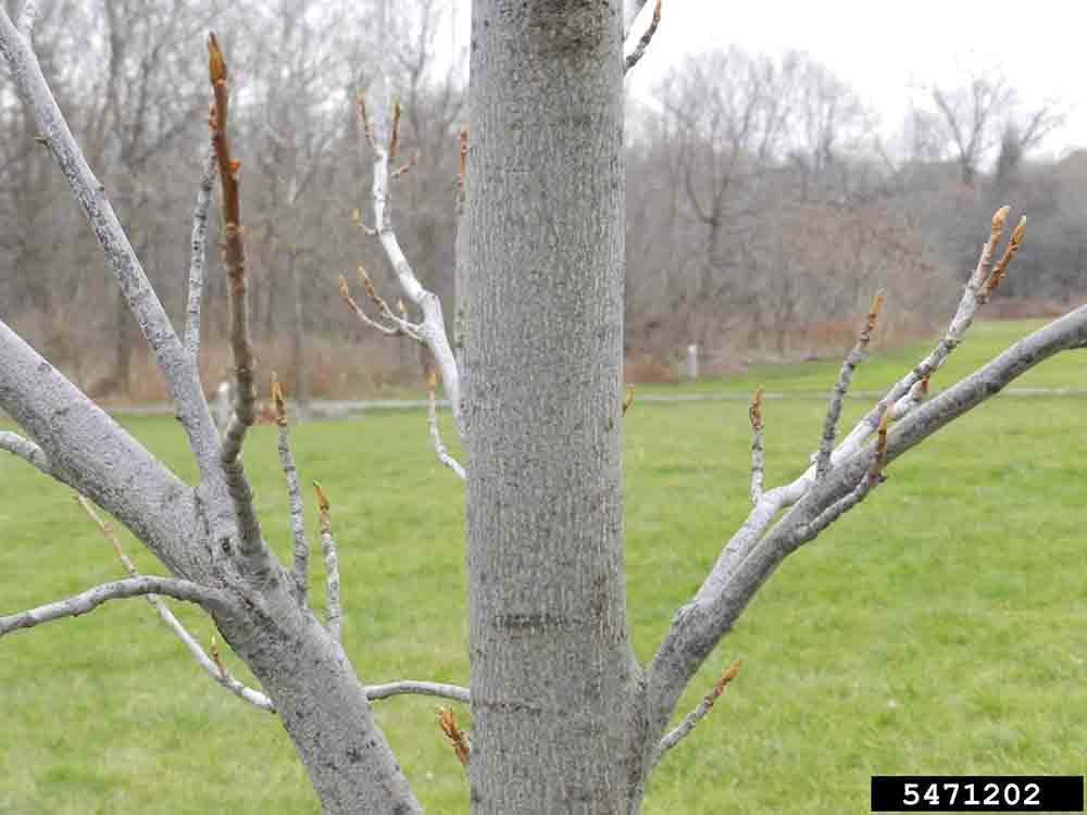 Bitternut hickory bark on trunk