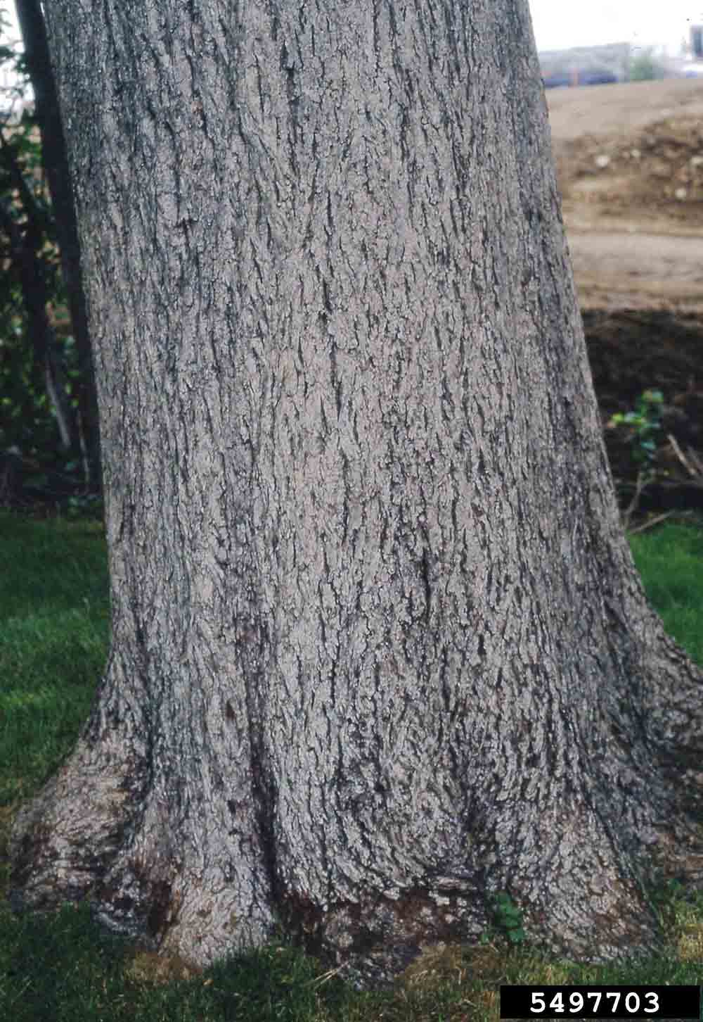 Bitternut hickory bark at base of trunk