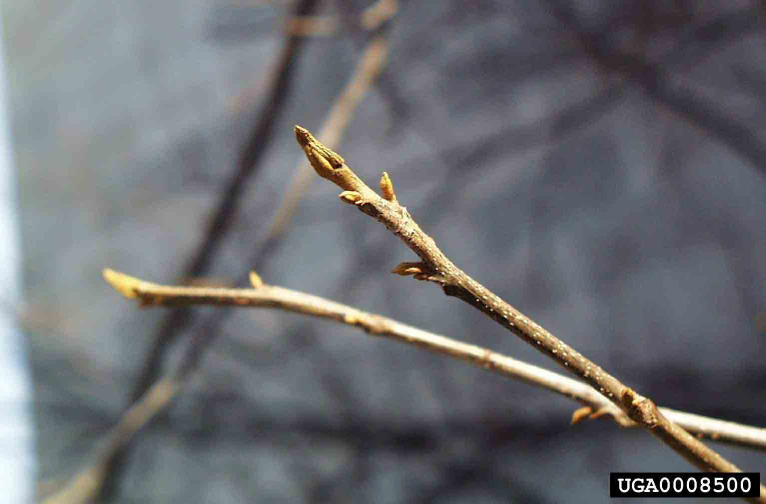 Bitternut hickory twig with bud
