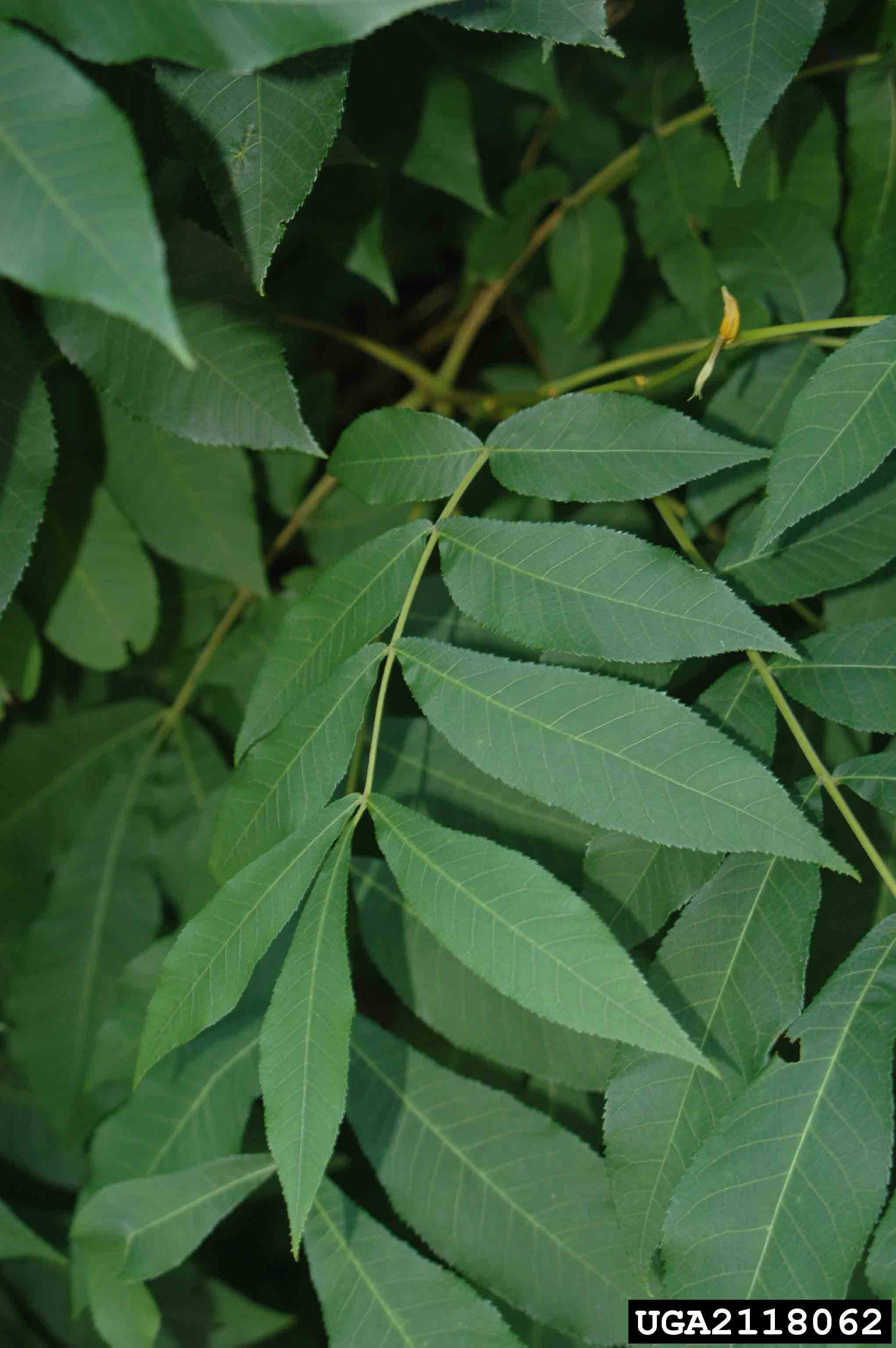Bitternut hickory pinnately compound leaf, showing toothed margins on leaflets