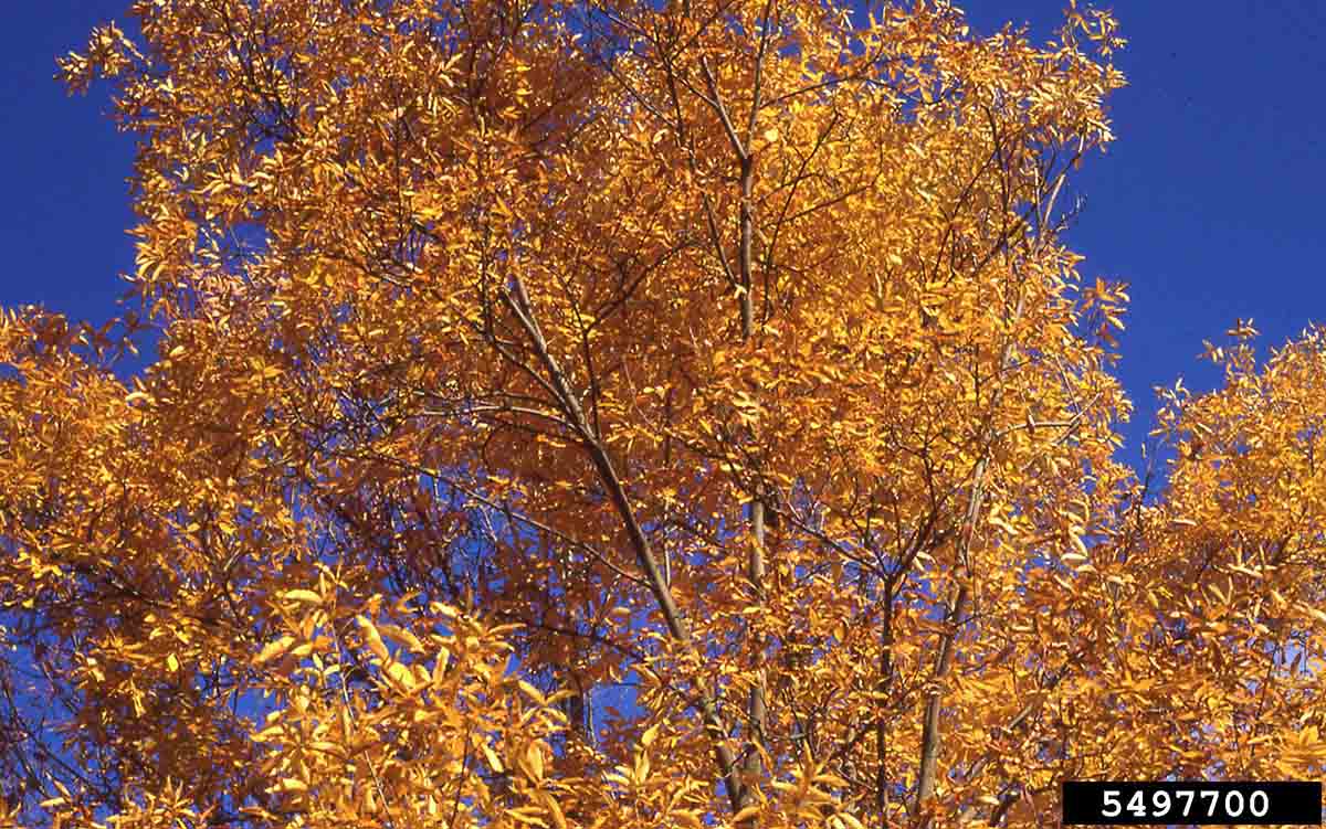 Bitternut hickory fall foliage