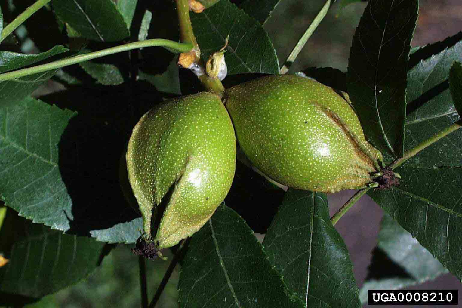 Bitternut hickory nuts in husks