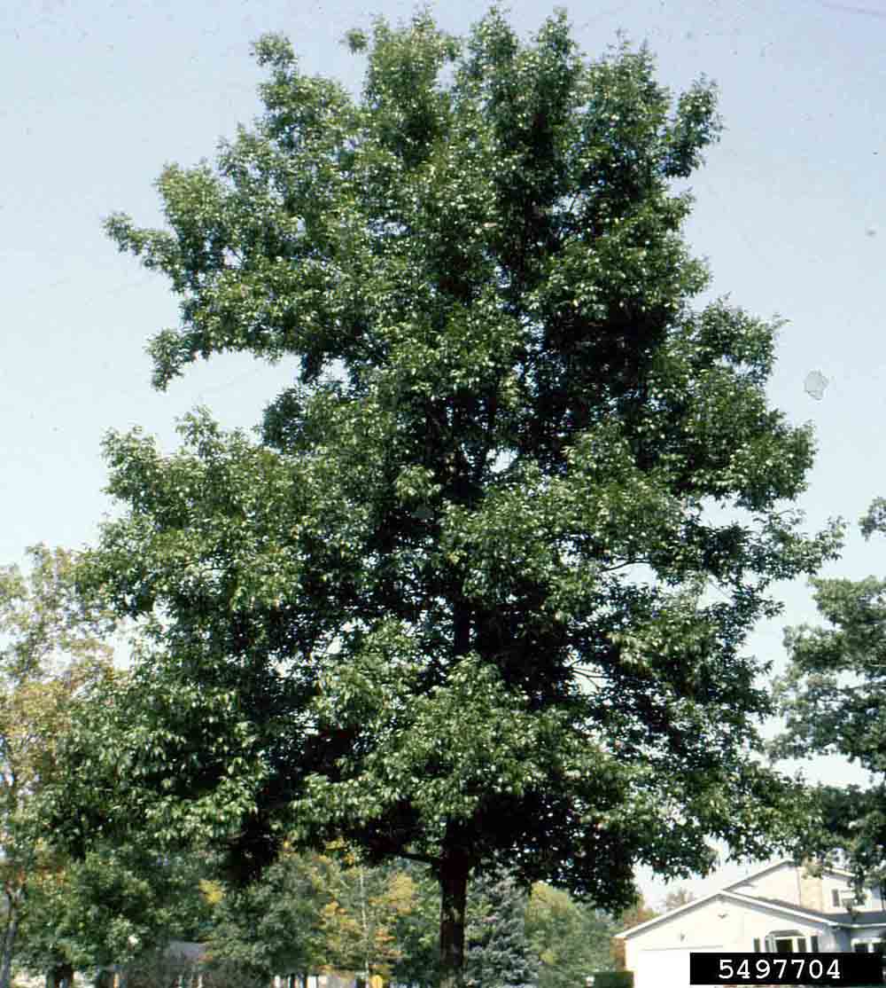 Bitternut hickory tree