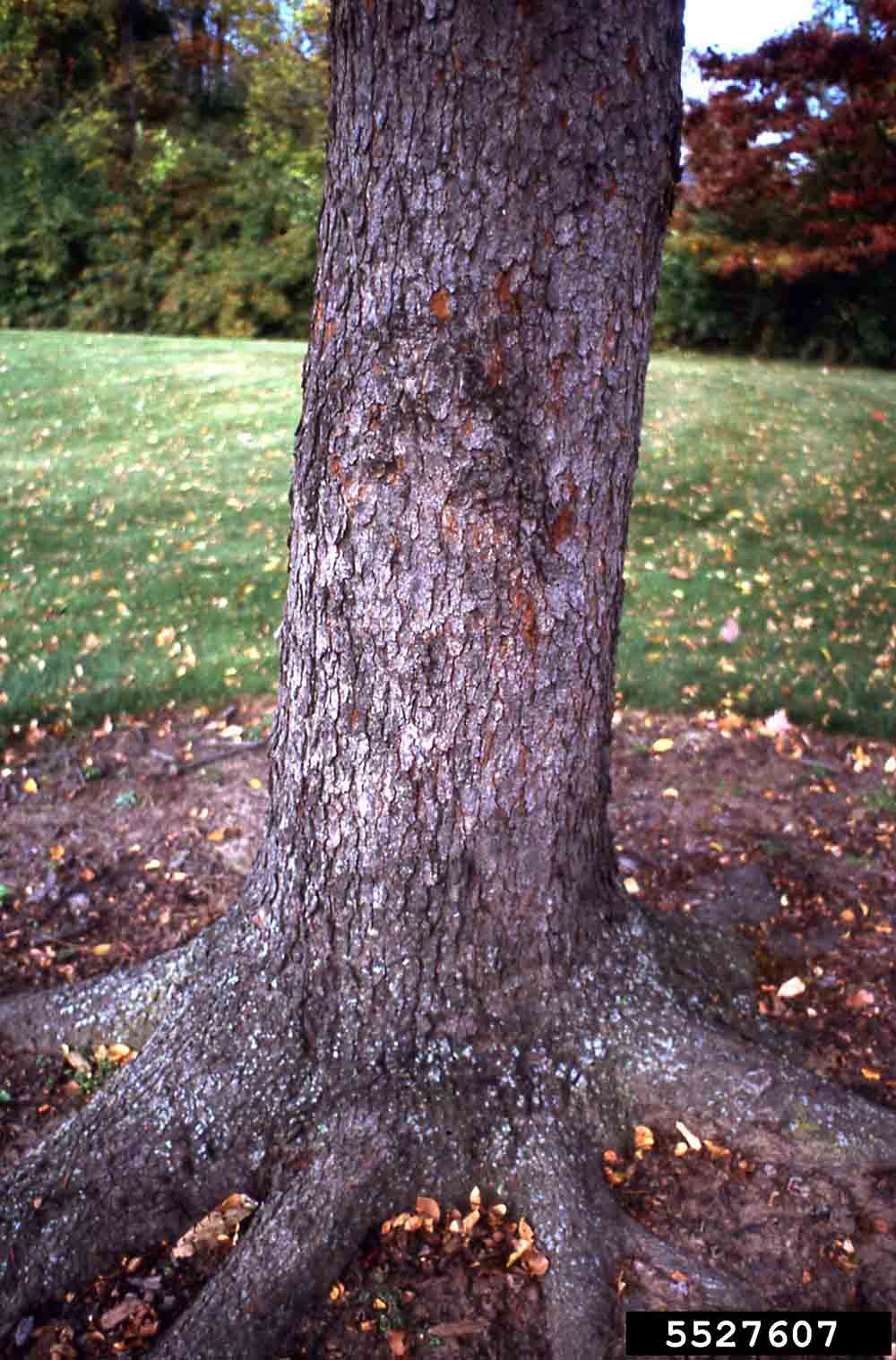 Black cherry bark on trunk