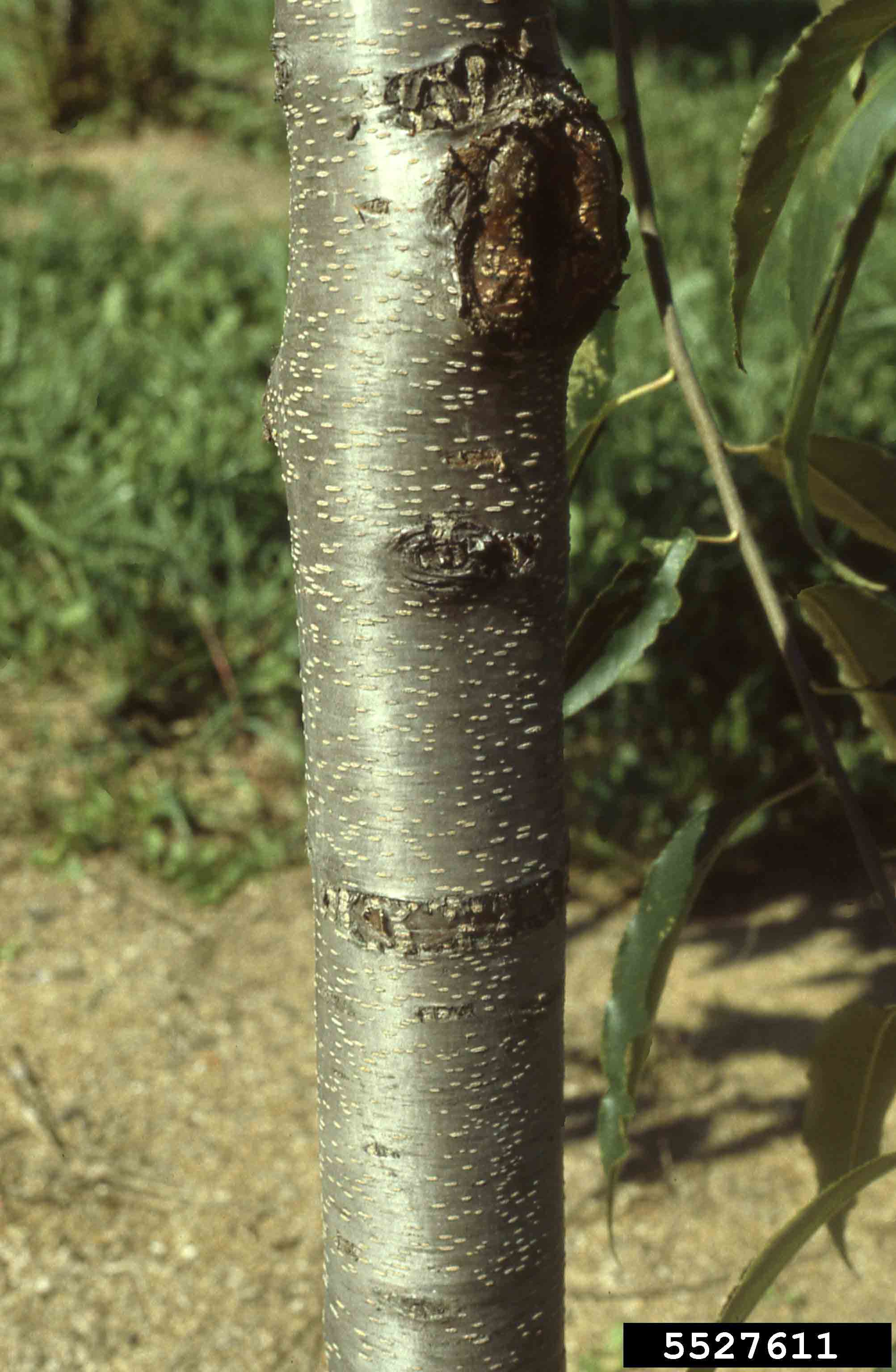 Black cherry bark on trunk of young tree