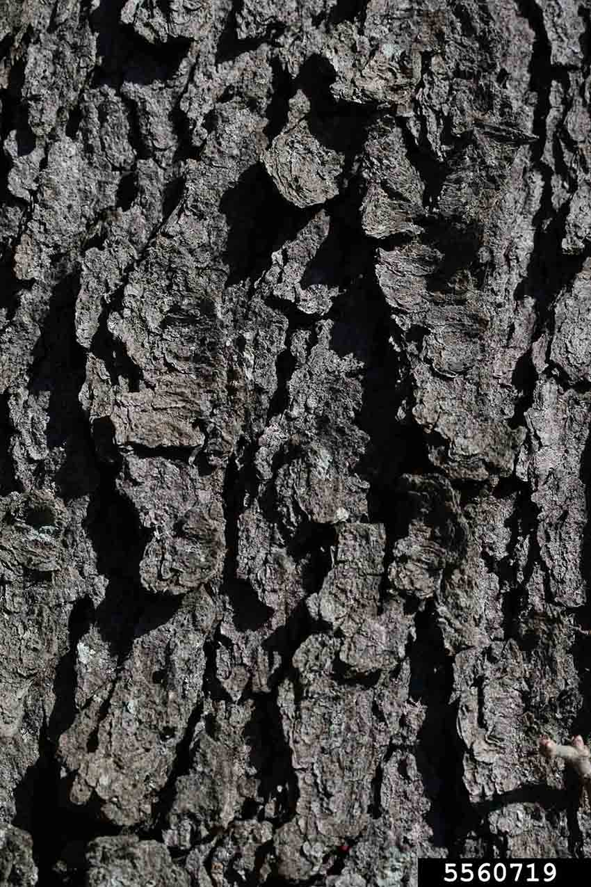 Black cherry bark on trunk