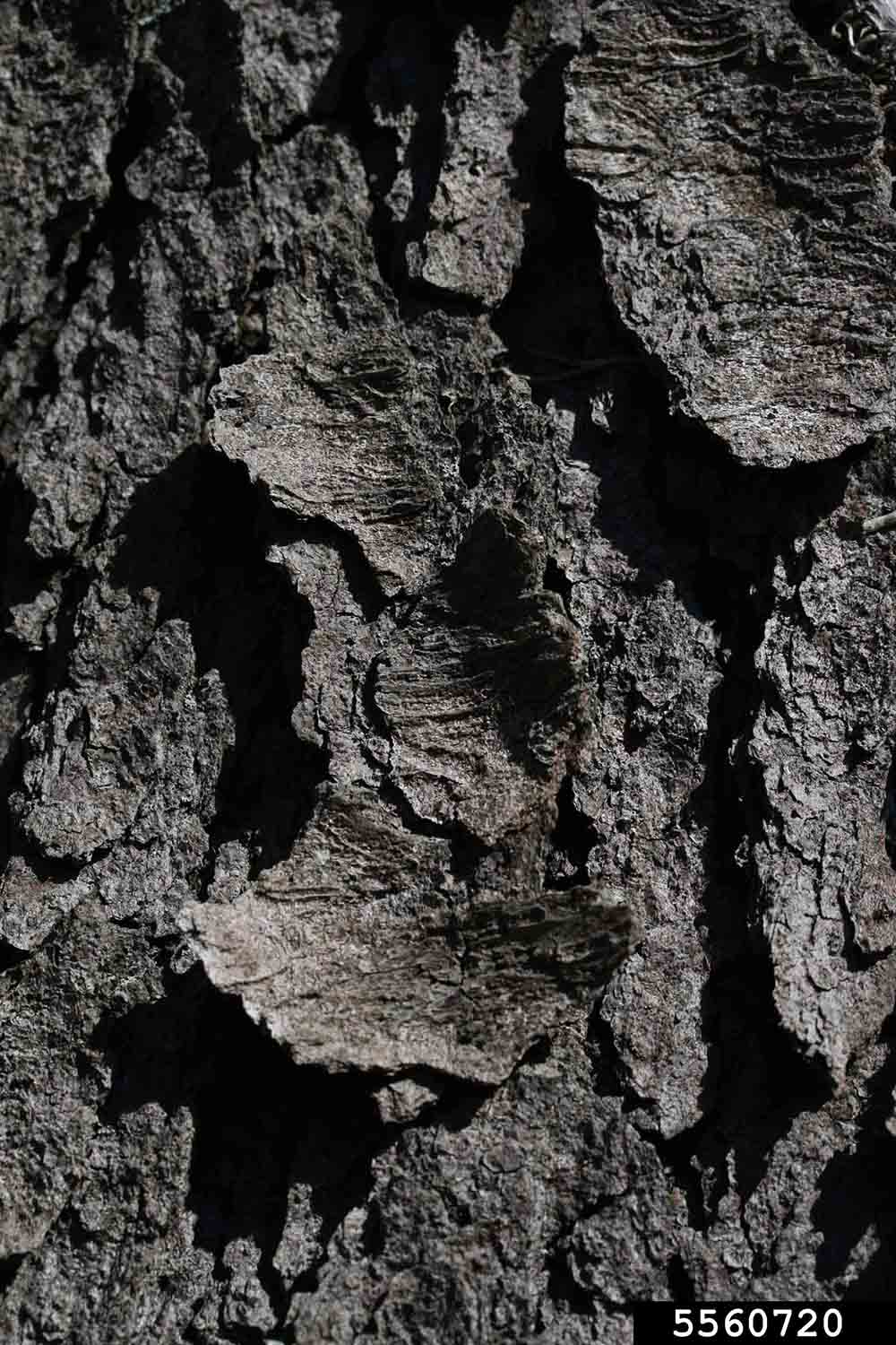 Black cherry bark on trunk