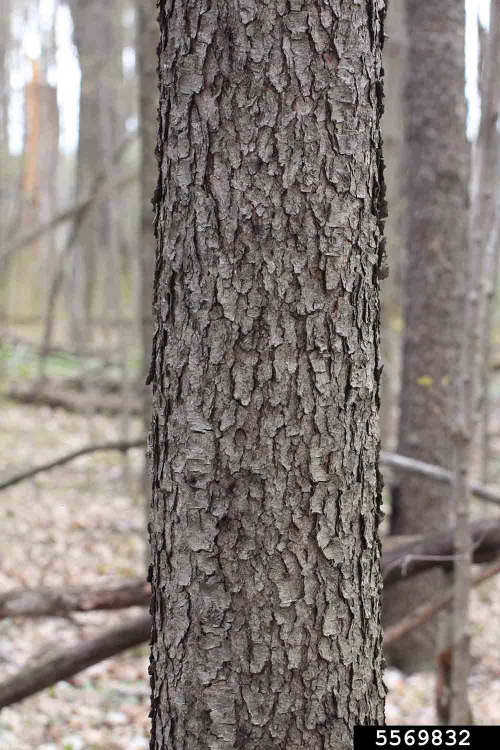 Black cherry bark on trunk