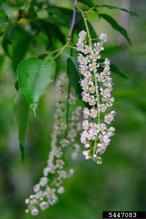 Black cherry flowers in raceme