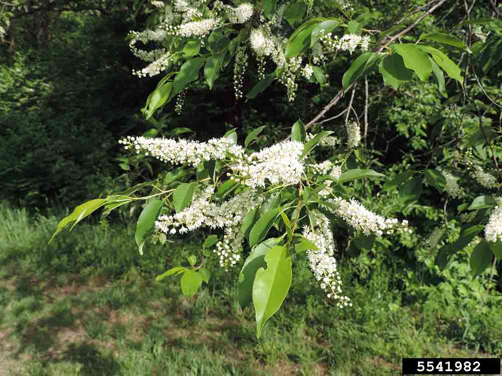 Black cherry flowers