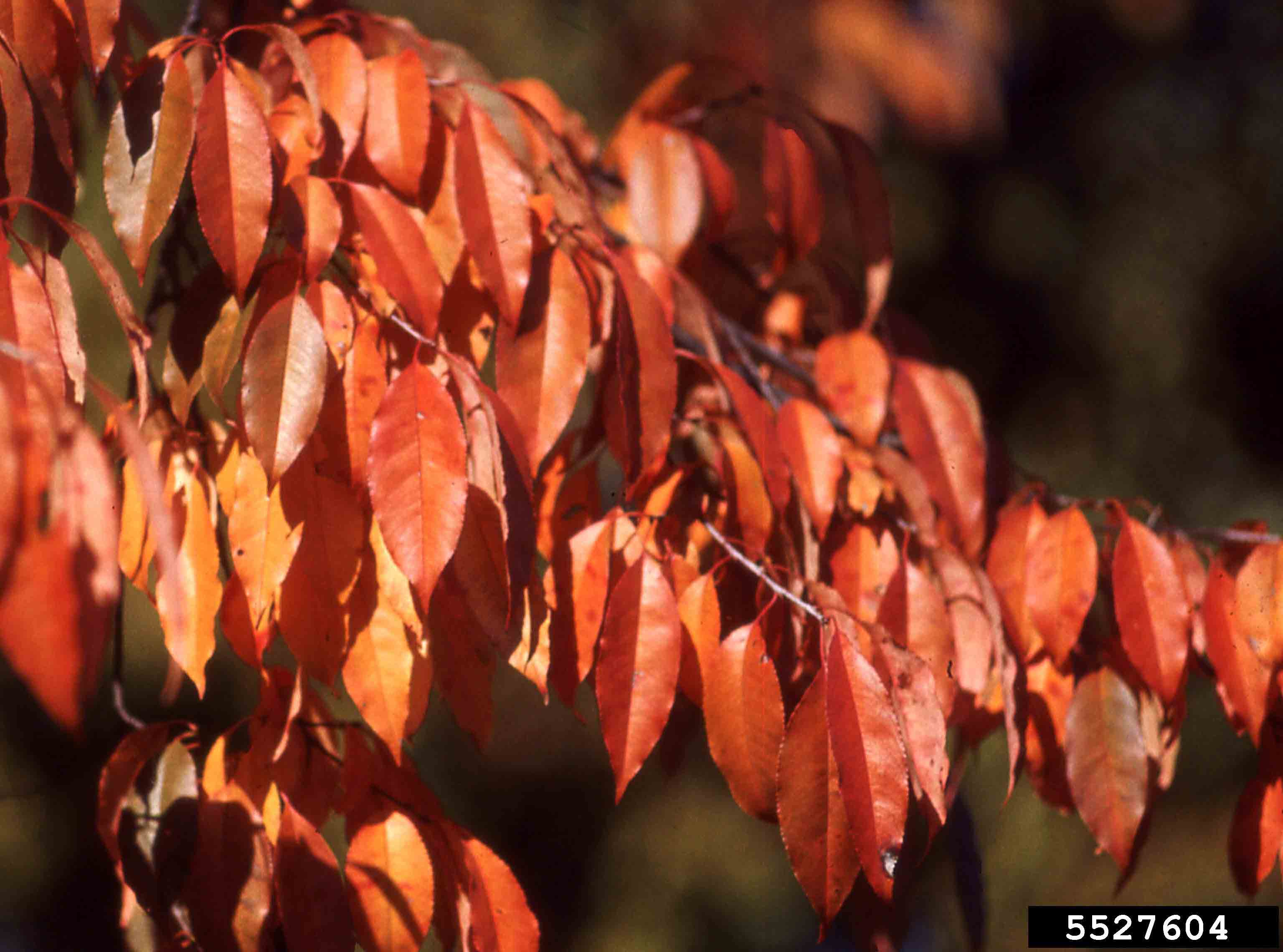 Black cherry fall foliage