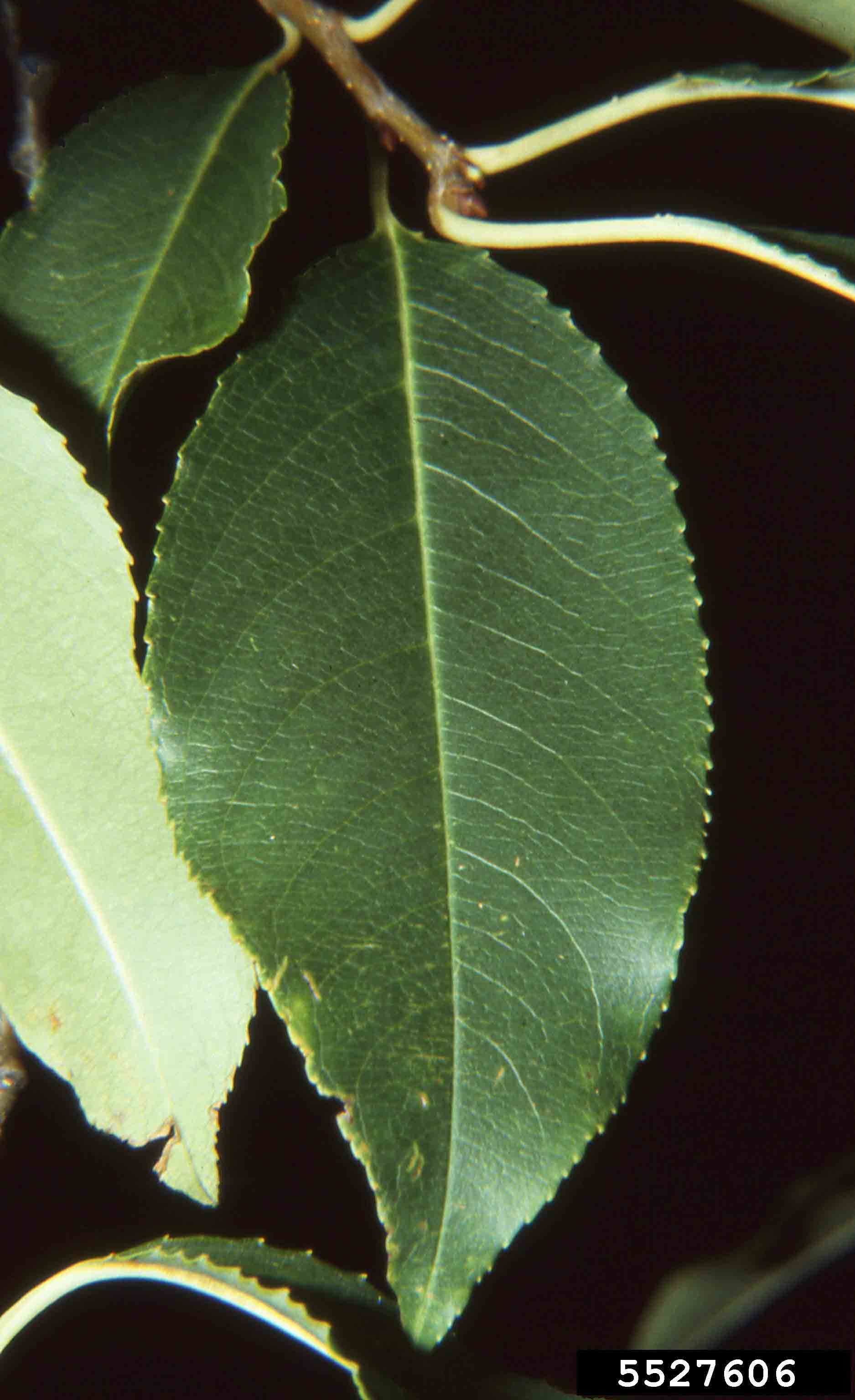Black cherry leaf, showing finely toothed margins