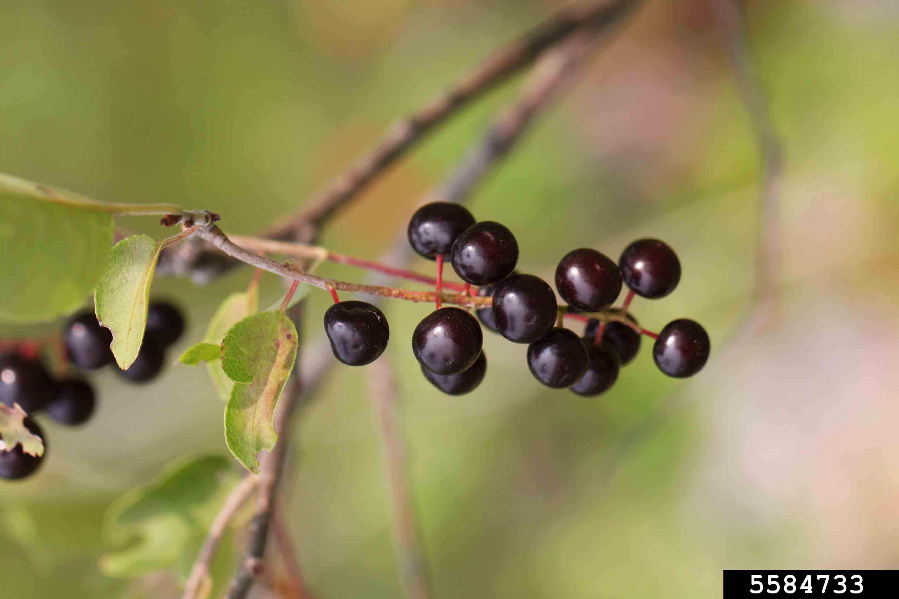 Black cherry fruit