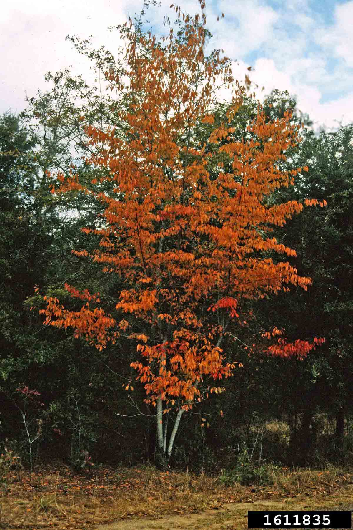 Black cherry tree, fall
