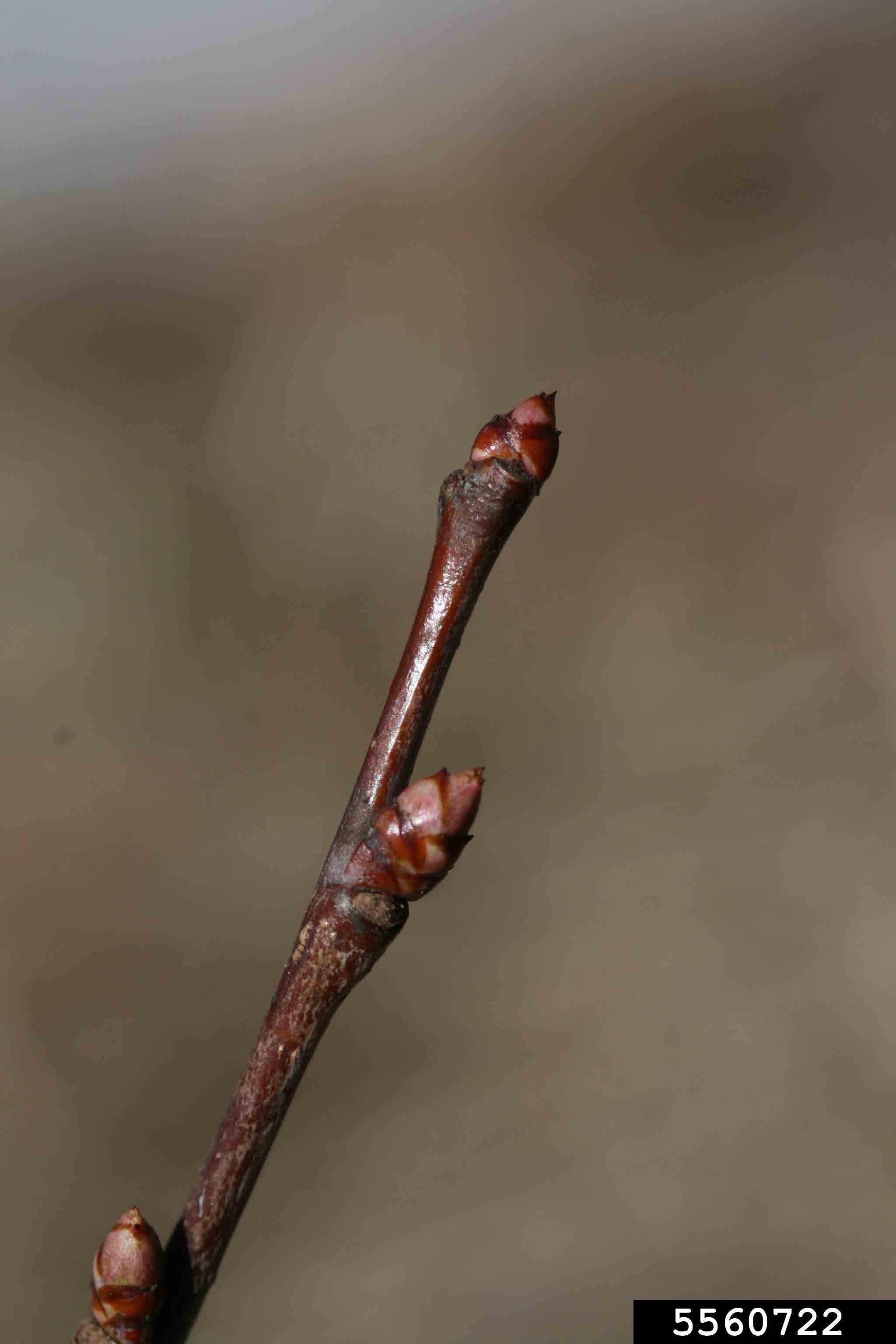 Black cherry twig with bud