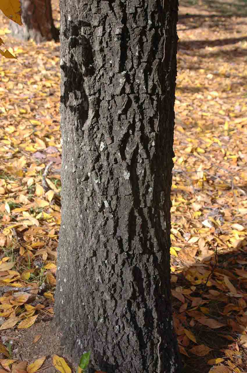 Black hickory bark