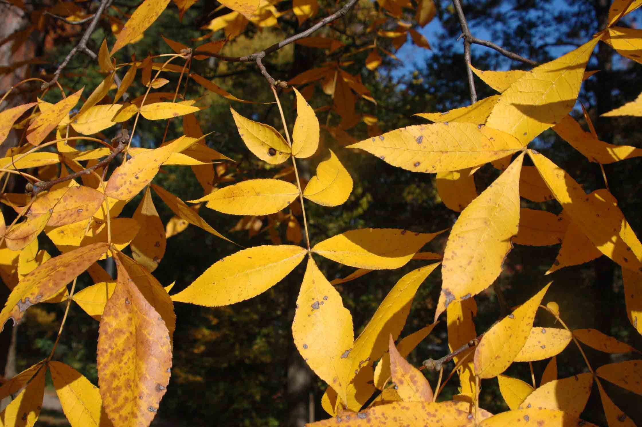 Black hickory pinnately compound leaves, fall