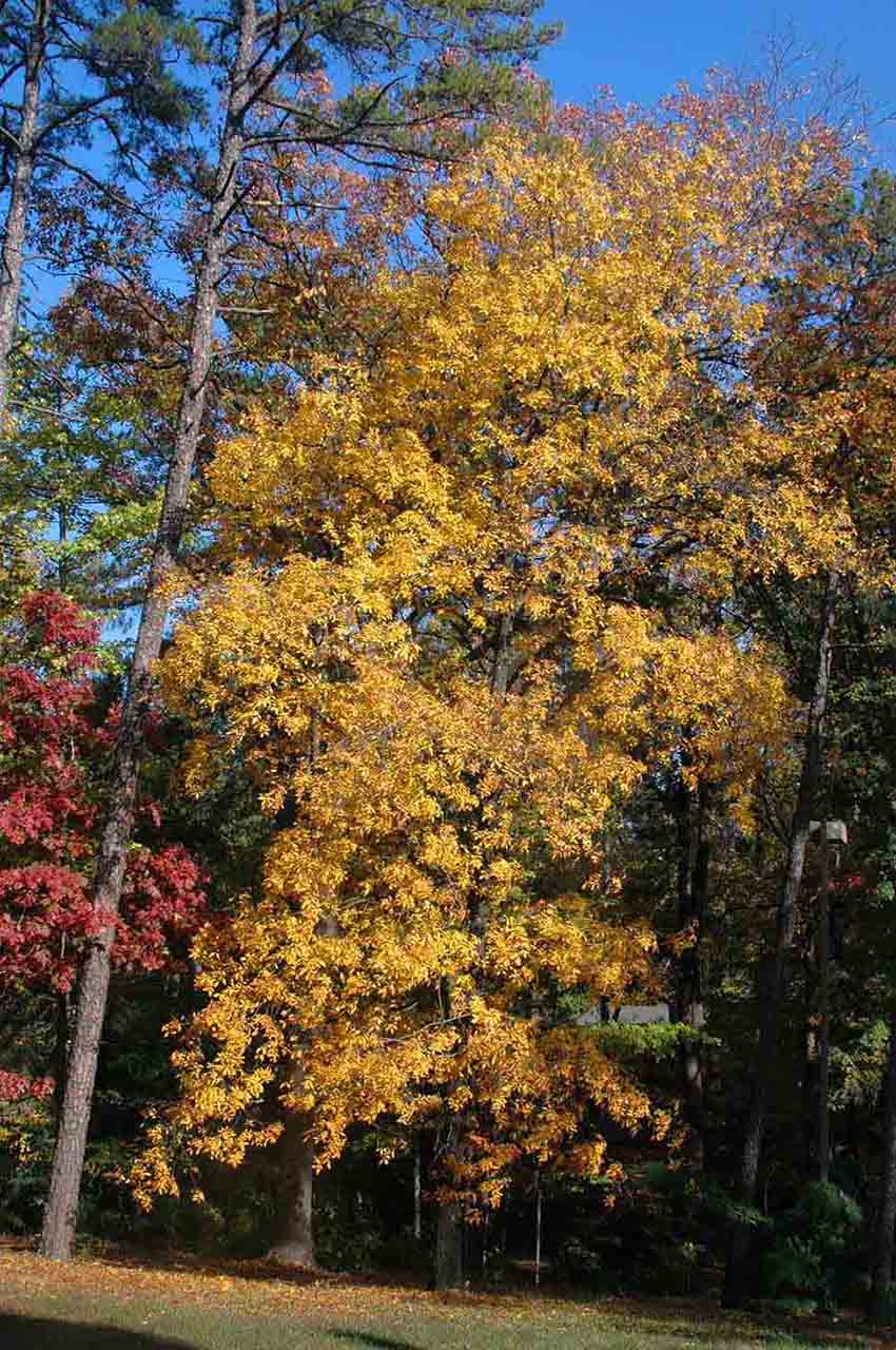 Black hickory tree, showing fall foliage