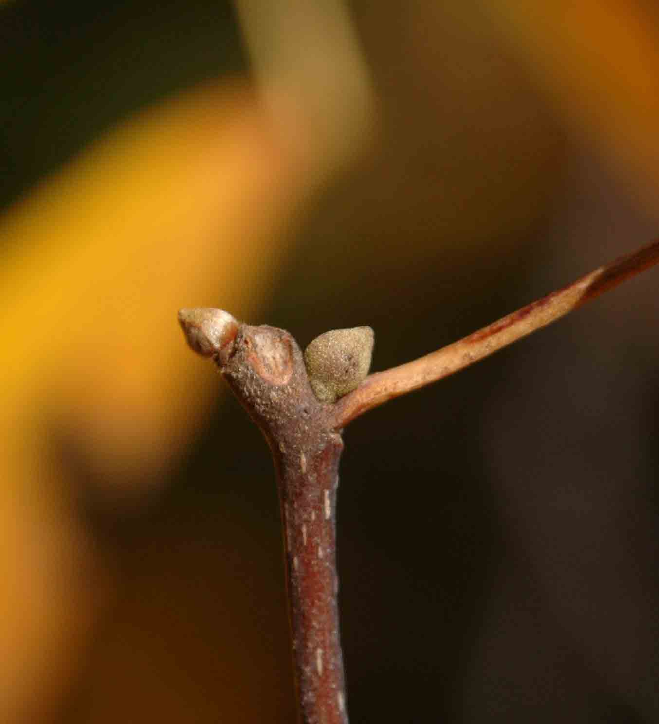 Black hickory twig