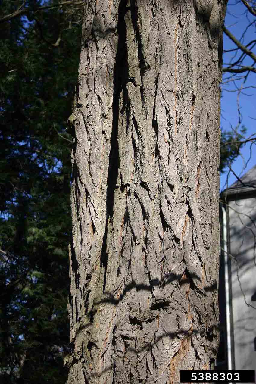 Black locust bark on trunk