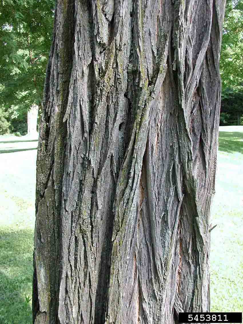 Black locust bark on trunk