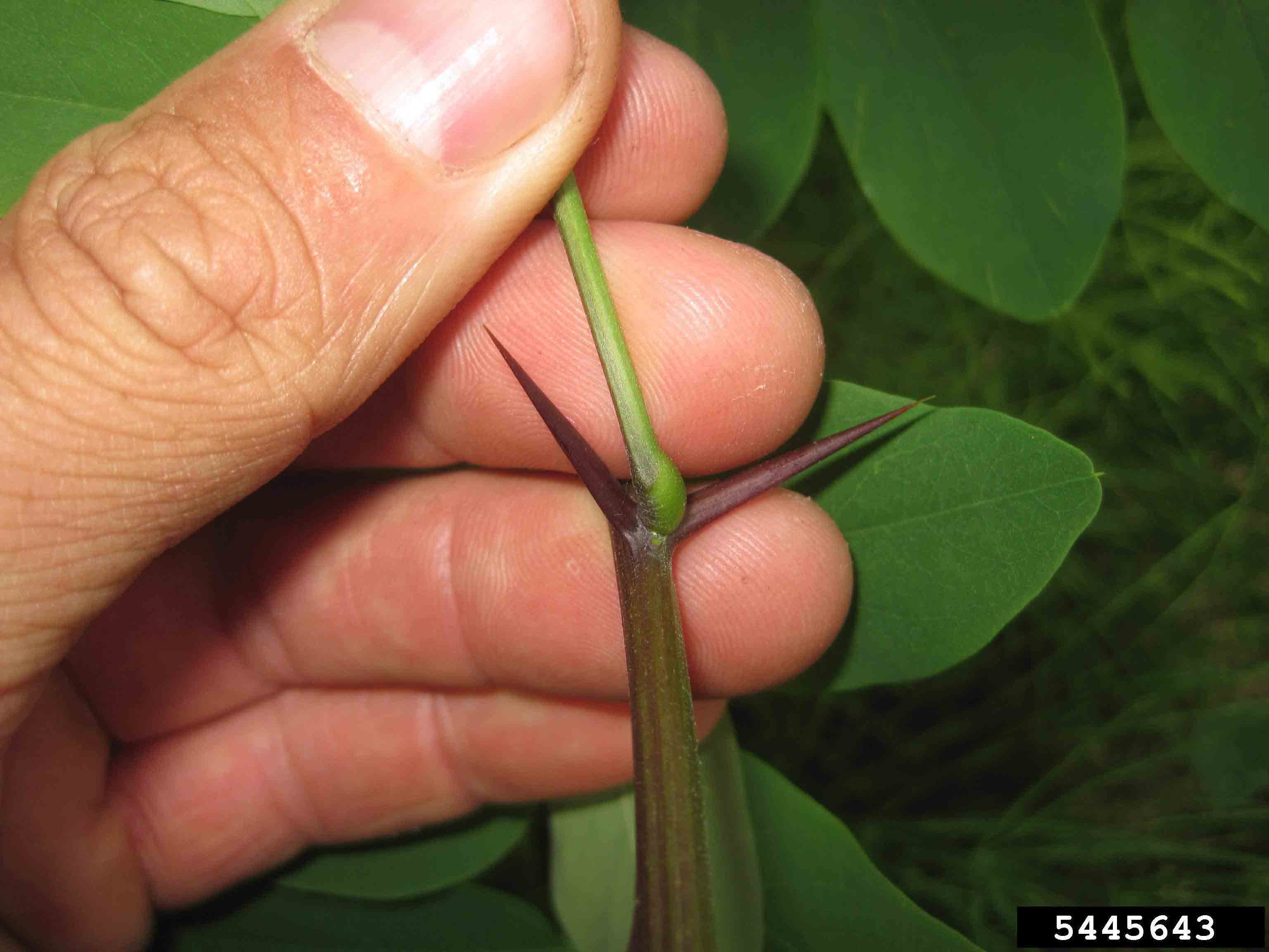 Black locust paired spines at stem node
