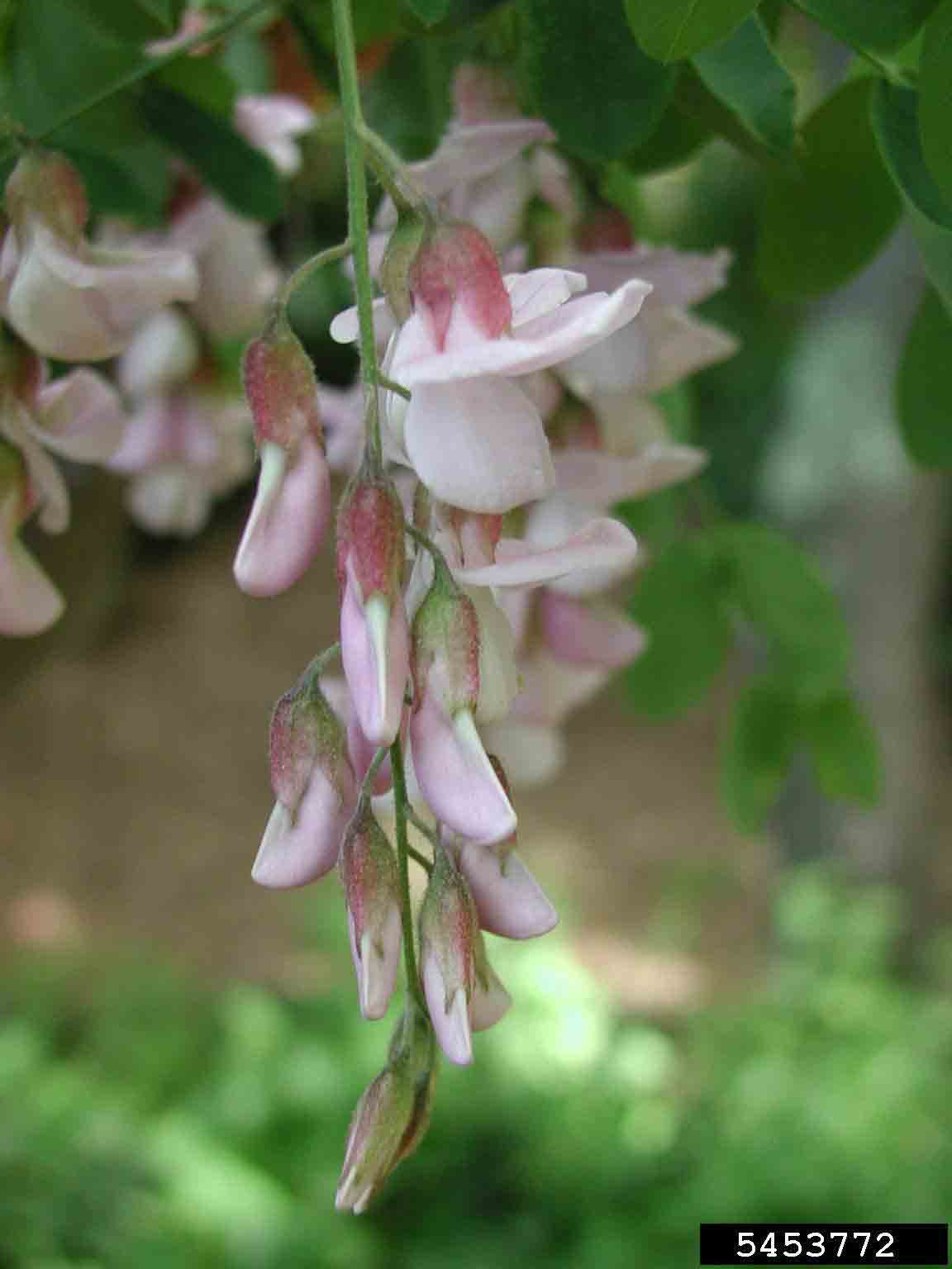 Black locust flowers