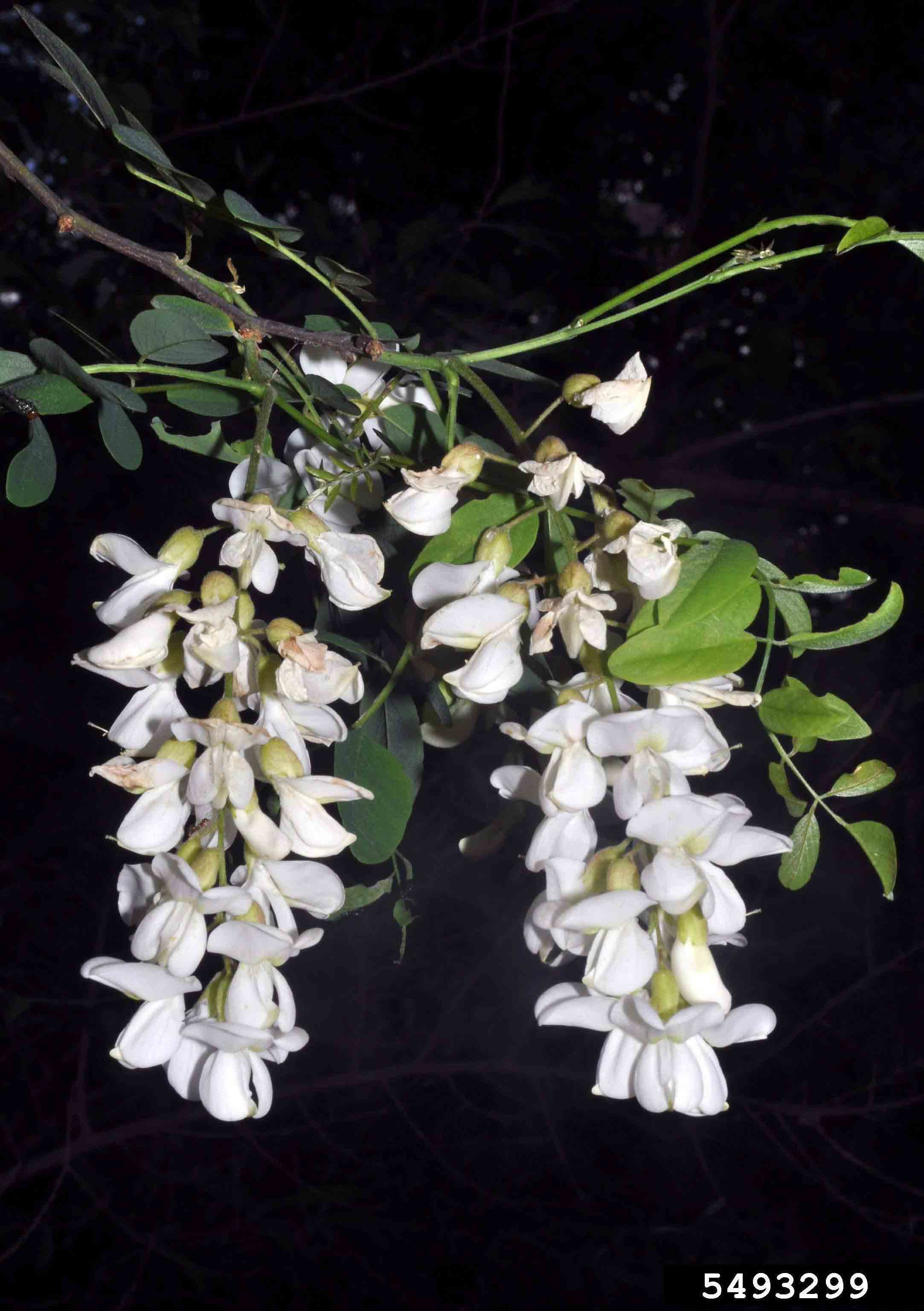 Black locust flowers in 4"-8" raceme
